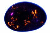 Polished Yooperlite Pebble - Highly Fluorescent! #176847-1